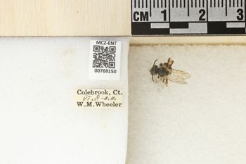 Media type: image;   Entomology 769150 Aspect: Labels